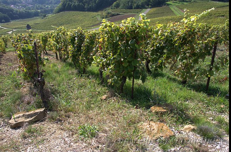 Vines near Menetru-le-Vignoble IMGP2801.jpg